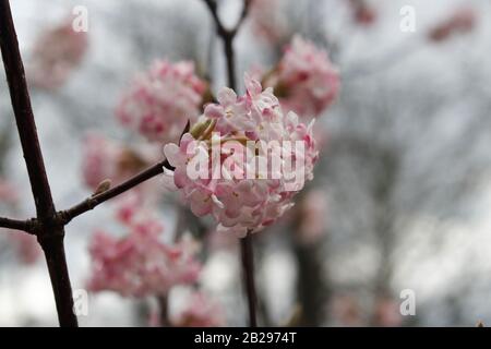 Viburnum Viburnum farrei Stearn, La racine De Culver Banque D'Images