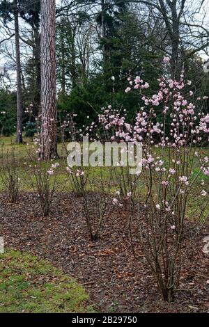 Viburnum Viburnum farrei Stearn, La racine De Culver Banque D'Images