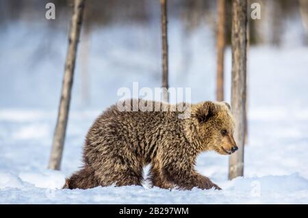 Soyez patient cub en marchant sur la neige. Ours bruns dans la forêt hivernale. Habitat naturel. Nom Scientifique: Ursus Arctos Arctos. Banque D'Images