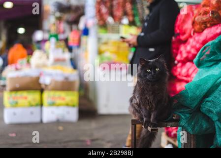 Chat de rue sur la marche centrale au chili Banque D'Images