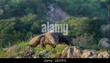 Marcher Komodo dragon. Nom scientifique: Varanus komodoensis. Habitat naturel. Indonésie. Île De Rinca. Banque D'Images