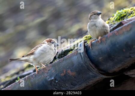 Deux Sparrows maison sur un gouttière à Westham Banque D'Images