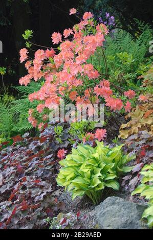 Azalee (Rhododendron mollis x sinensis lachs), Purpurglˆckchen (Heuchera 'Palace Purple'), Goldblatt-Funkie (Hosta 'Gold Standard') Banque D'Images