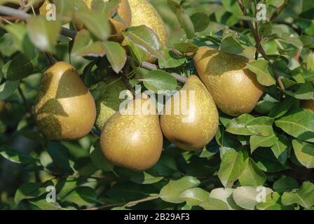 Birne (Pyrus communis 'GÈnÈral Leclerc') Banque D'Images