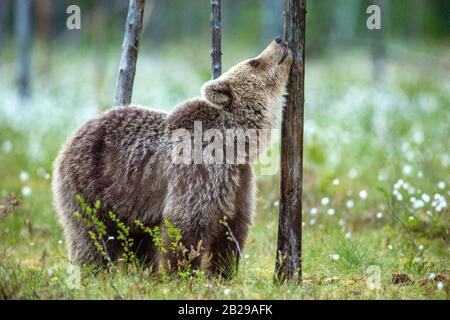 Jeune ours brun sur le marais dans la forêt d'été, parmi les fleurs blanches. Habitat naturel. Nom Scientifique: Ursus Arctos Arctos. Forêt verte d'été bac Banque D'Images