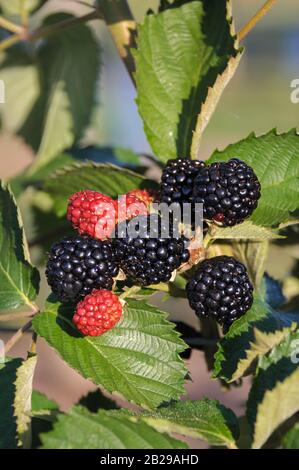 Stachellose Brombeere (Rubus fruticosus 'Chester' sans épines) Banque D'Images