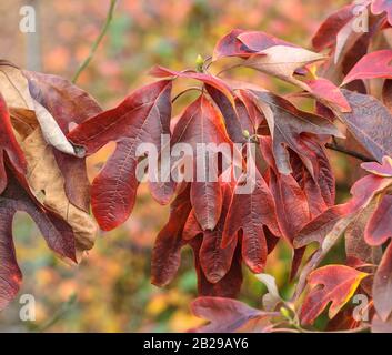 (Sassafrasbaum, Sassafras Sassafras albidum) Banque D'Images