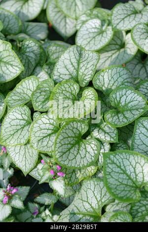 Kaukasusvergissmeinnicht (Brunnera macrophylla 'Jack Frost') Banque D'Images