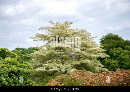 Weißbunter Etagen-Hartriegel (Cornus controversa 'Variegata') Banque D'Images