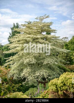 Weißbunter Etagen-Hartriegel (Cornus controversa 'Variegata') Banque D'Images