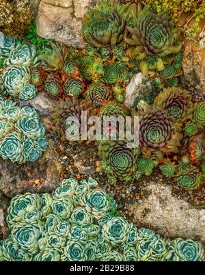 Poules Et Poussins, Sempervivum, Fern Canyon Garden, Mill Valley, Californie Banque D'Images