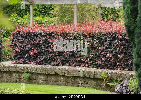 Blut-Buche (Fagus sylvatica 'Atropunicea') Banque D'Images