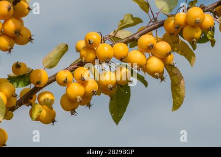 Zier-Apfel (Malus 'Golden Hornet') Banque D'Images