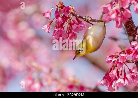 Oeil blanc japonais (Zosterops japonicus), se nourrissant de fleurs d'Ume dans un parc de Tsuruma, Kanagawa, Japon.                                                Banque D'Images