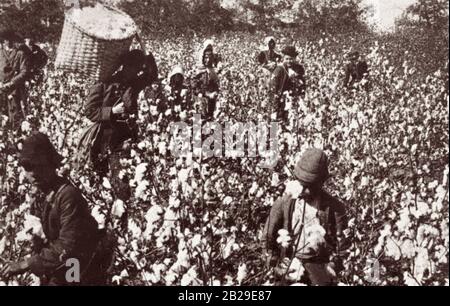 Esclaves cueillant du coton dans une plantation du sud. Banque D'Images