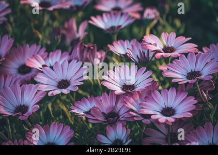 Fleurs d'Osteospermum 'Soprano Purple' communément connu sous le nom de guirlande africaine ou Cape Daisy Banque D'Images