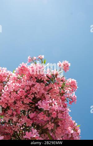 Branches de l'arbre oléander ( Nérium oléander ) avec fleurs roses contre le ciel bleu Banque D'Images