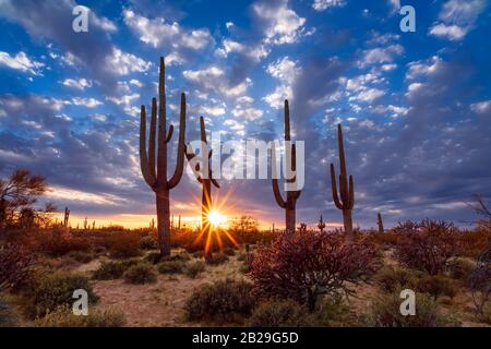 Paysage pittoresque du désert de l'Arizona avec cactus Saguaro au coucher du soleil Banque D'Images