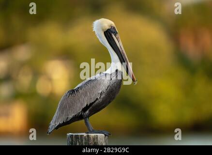 Pelican Gris En Floride Banque D'Images