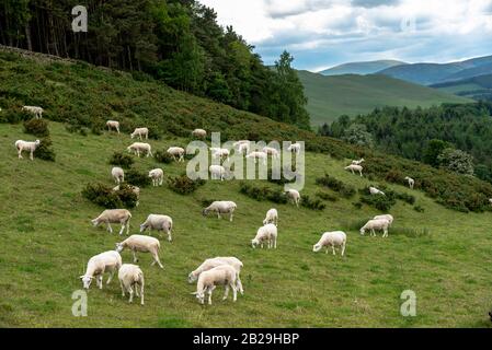 Le Wayfarers Scottish Border Program, 7 juin 2019 à pied de l'hôtel à Peebles suivant la route utilisée par les foies pendant des siècles. Marchez jusqu'au TH Banque D'Images