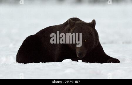 Silhouette D'Ours Marron. Silhouette d'un ours allongé la nuit sur un champ enneigé. Grand Mâle Adulte de l'ours brun, Nom scientifique: Ursus Arctos. Habi Naturel Banque D'Images