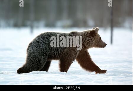 Ours brun marchant sur la neige dans la forêt d'hiver. Lever du soleil brouillard du matin. Nom Scientifique: Ursus Arctos. Forêt d'hiver. Habitat Naturel. Banque D'Images