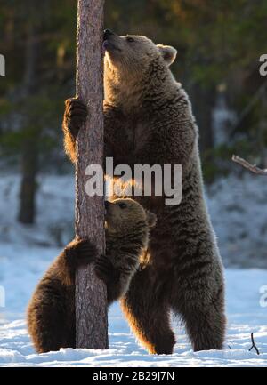 Bear et cub. L'ours brun se tient sur ses pattes arrière par un pin dans la forêt d'hiver au coucher du soleil. Nom scientifique: Ursus arctos. Habitat naturel. Gagnez Banque D'Images