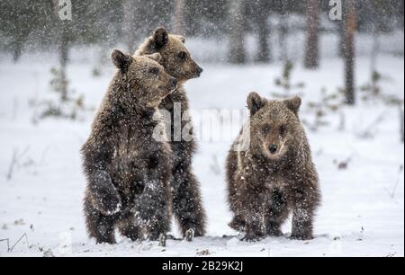 Ours cubs se tient sur ses pattes arrière dans la forêt d'hiver. Habitat naturel. Ours brun, Nom scientifique: Ursus Arctos Arctos. Banque D'Images