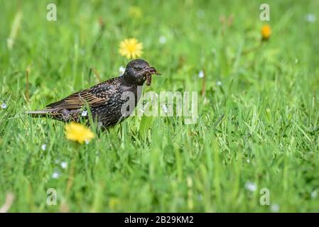 Mignonne de l'amideur d'oiseaux (Sturnus vulgaris) près de l'herbe verte dans un pré avec un insecte dans son bec au printemps Banque D'Images