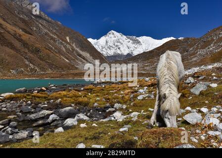 Un cheval blanc au bord du lac de Gokyo entouré de montagnes enneigées de l'Himalaya au Népal Banque D'Images