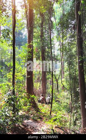 Randonnée dans la jungle, Cambodge. Deux touristes en forêt tropicale pendant la saison sèche. Voyageurs avec sacs à dos dans la jungle verte. Voyager le long de la forêt tropicale, Banque D'Images