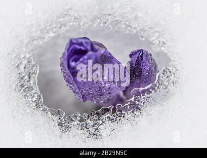 Le crocus violet traverse la neige. Les fleurs sont couvertes de gouttes d'eau. Banque D'Images