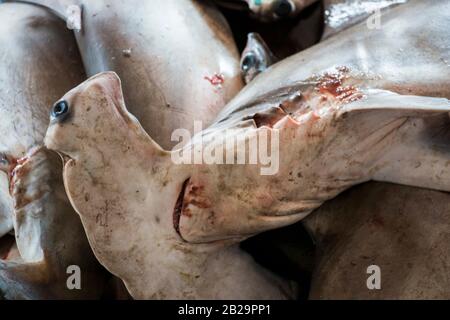 Les requins ne sont pas toujours des prédateurs de sommet, mais peu importe où ils existent dans la chaîne alimentaire, ils jouent un rôle essentiel et nécessaire dans son équilibre. Banque D'Images