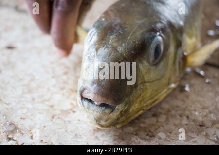 Des poissons plus petits verts pêchent de la mer par des hommes de Fisher dans le bazar de Cox, au Bangladesh. Le poisson vert est une espèce de poissons plus petits que l'on trouve dans le Sud. Banque D'Images