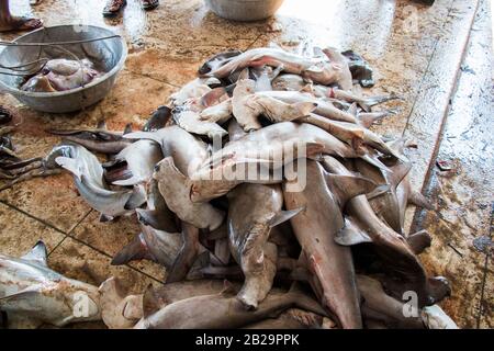 Les requins ne sont pas toujours des prédateurs de sommet, mais peu importe où ils existent dans la chaîne alimentaire, ils jouent un rôle essentiel et nécessaire dans son équilibre. Banque D'Images