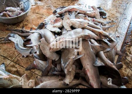 Les requins ne sont pas toujours des prédateurs de sommet, mais peu importe où ils existent dans la chaîne alimentaire, ils jouent un rôle essentiel et nécessaire dans son équilibre. Banque D'Images