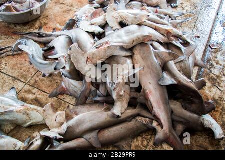 Les requins ne sont pas toujours des prédateurs de sommet, mais peu importe où ils existent dans la chaîne alimentaire, ils jouent un rôle essentiel et nécessaire dans son équilibre. Banque D'Images