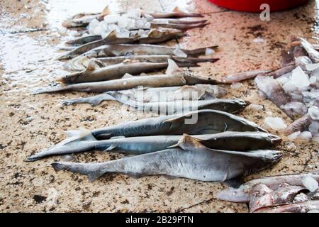 Les requins ne sont pas toujours des prédateurs de sommet, mais peu importe où ils existent dans la chaîne alimentaire, ils jouent un rôle essentiel et nécessaire dans son équilibre. Banque D'Images