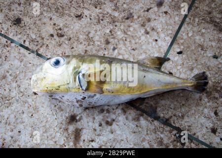 Des poissons plus petits verts pêchent de la mer par des hommes de Fisher dans le bazar de Cox, au Bangladesh. Le poisson vert est une espèce de poissons plus petits que l'on trouve dans le Sud. Banque D'Images