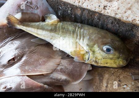 Des poissons plus petits verts pêchent de la mer par des hommes de Fisher dans le bazar de Cox, au Bangladesh. Le poisson vert est une espèce de poissons plus petits que l'on trouve dans le Sud. Banque D'Images