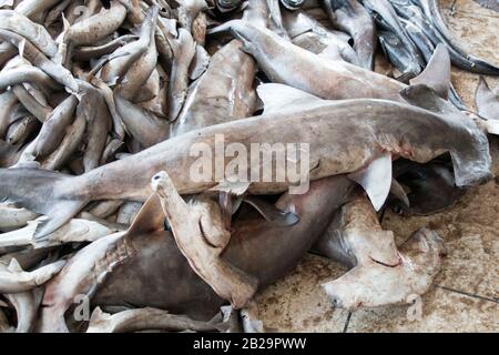 Les requins ne sont pas toujours des prédateurs de sommet, mais peu importe où ils existent dans la chaîne alimentaire, ils jouent un rôle essentiel et nécessaire dans son équilibre. Banque D'Images