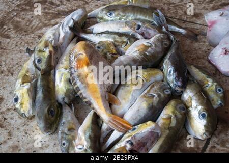 Des poissons plus petits verts pêchent de la mer par des hommes de Fisher dans le bazar de Cox, au Bangladesh. Le poisson vert est une espèce de poissons plus petits que l'on trouve dans le Sud. Banque D'Images