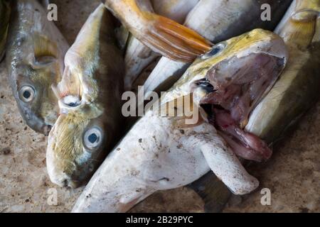 Des poissons plus petits verts pêchent de la mer par des hommes de Fisher dans le bazar de Cox, au Bangladesh. Le poisson vert est une espèce de poissons plus petits que l'on trouve dans le Sud. Banque D'Images