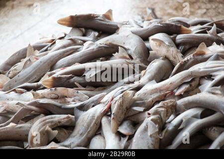 Les requins ne sont pas toujours des prédateurs de sommet, mais peu importe où ils existent dans la chaîne alimentaire, ils jouent un rôle essentiel et nécessaire dans son équilibre. Banque D'Images