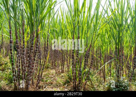 Les tiges de la plante de canne à sucre qui se développe dans le sud de l'Éthiopie Banque D'Images