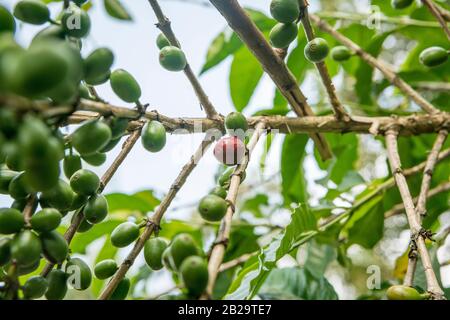 Les plants de café aux cerises de café vert immature et une cerise rouge mûre mûre dans le sud de l'Éthiopie Banque D'Images