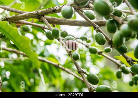 Les plants de café aux cerises de café vert immature et une cerise rouge mûre mûre dans le sud de l'Éthiopie Banque D'Images