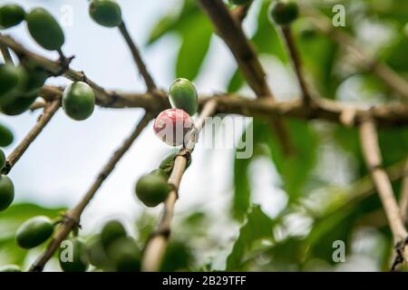 Les plants de café aux cerises de café vert immature et une cerise rouge mûre mûre dans le sud de l'Éthiopie Banque D'Images