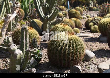 Cactus de San Pedro et cactus de Golden Barrel. Banque D'Images