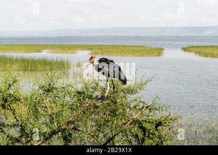 Marabou stork perché sur un buisson au lac Awasa, en Ethiopie Banque D'Images